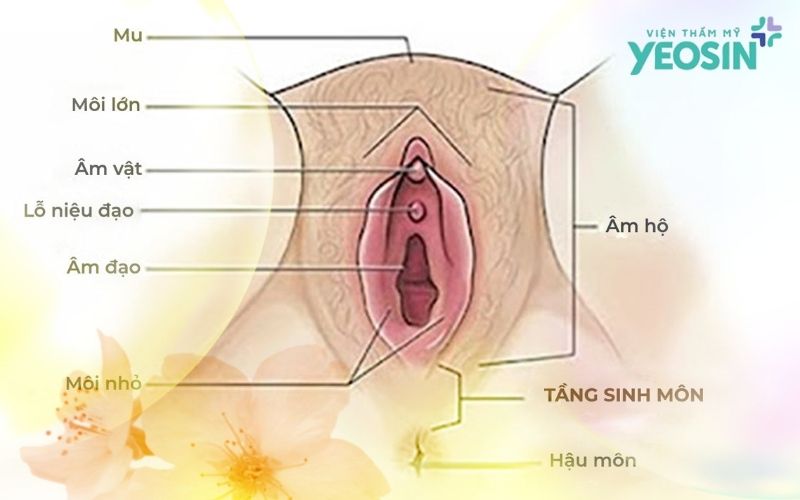 Tầng sinh môn là gì?